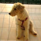 Photo de Fox terrier  poil dur