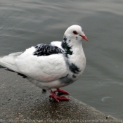 Photo de Pigeon