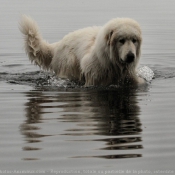 Photo de Chien de montagne des pyrnes