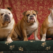 Photo de Bulldog