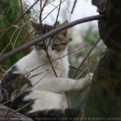 Photo de Chat domestique