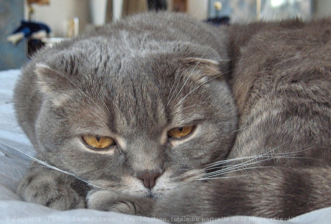 Photo de Scottish fold