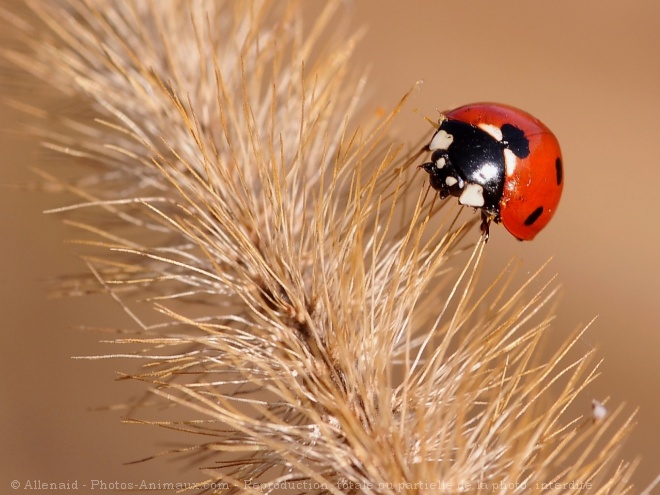 Photo de Coccinelle