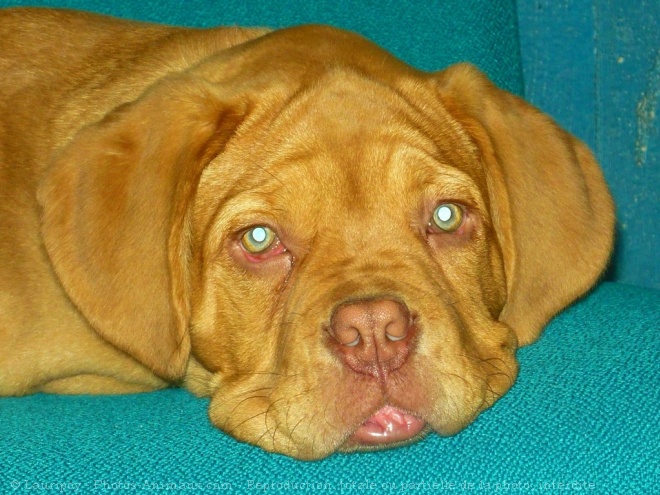 Photo de Dogue de bordeaux