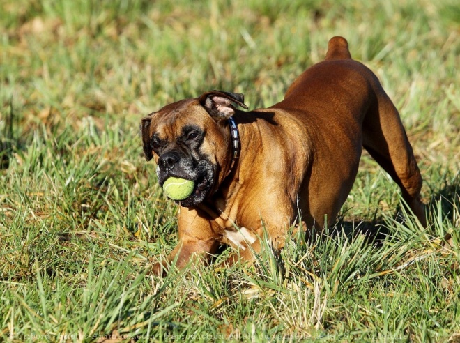 Photo de Boxer