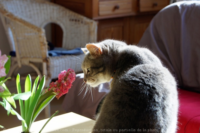 Photo de Chat domestique