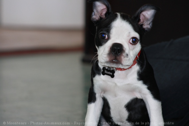 Photo de Boston terrier