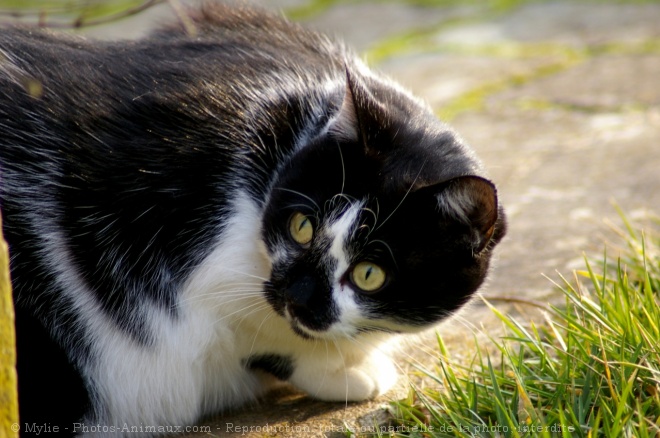 Photo de Chat domestique