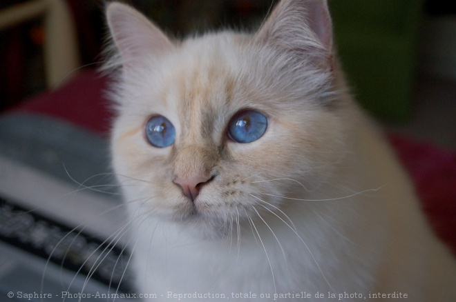 Photo de Sacr de birmanie