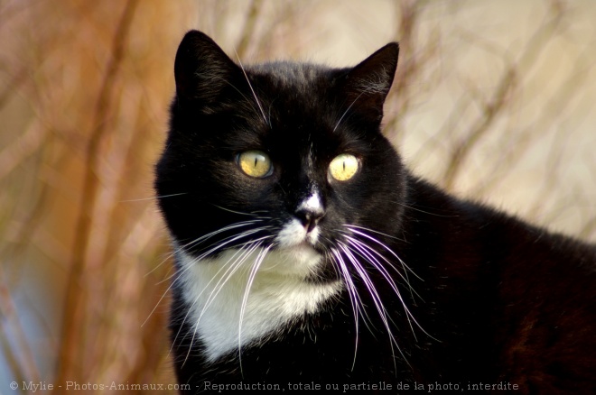 Photo de Chat domestique