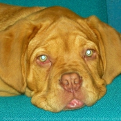 Photo de Dogue de bordeaux