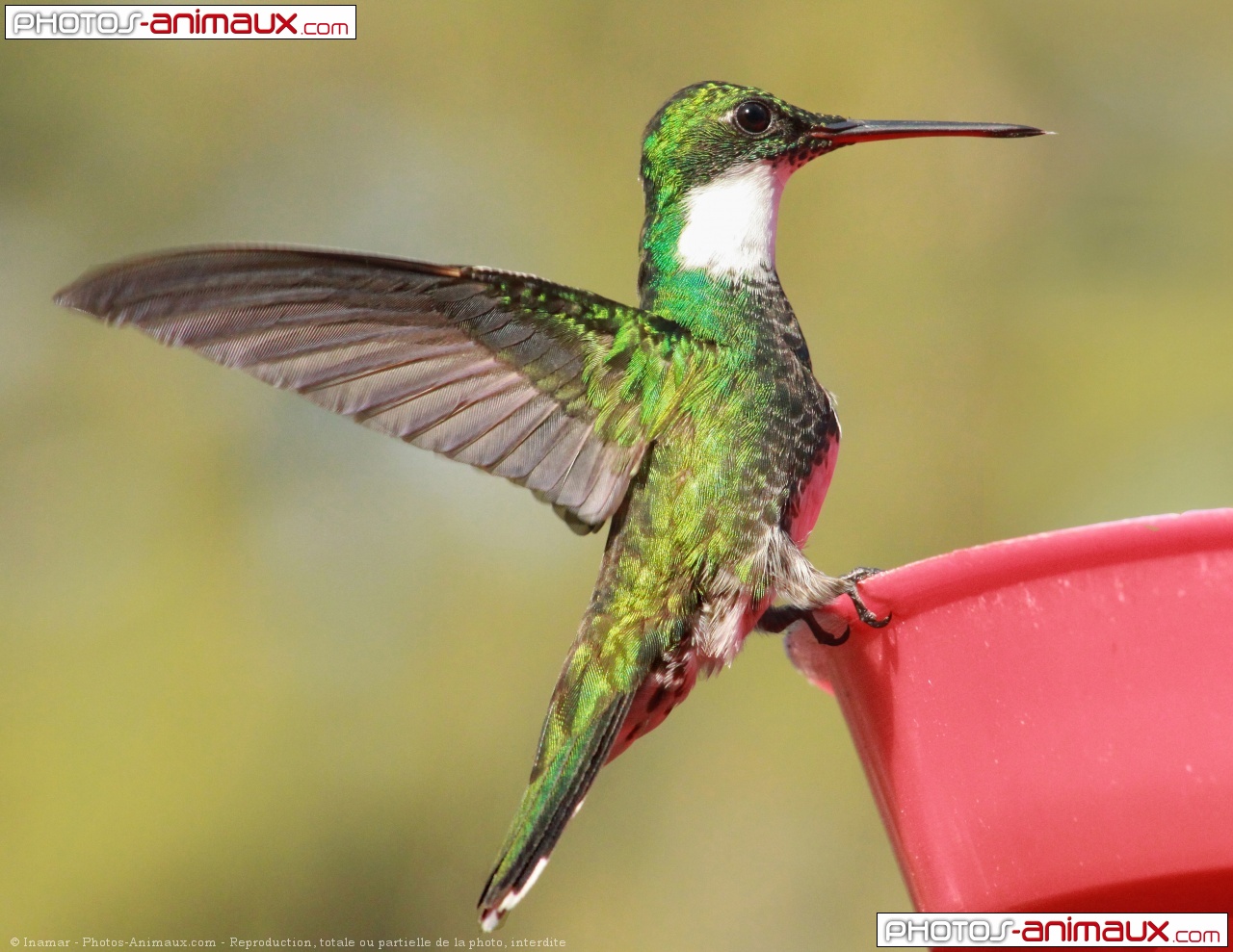 colibris 14 lettres