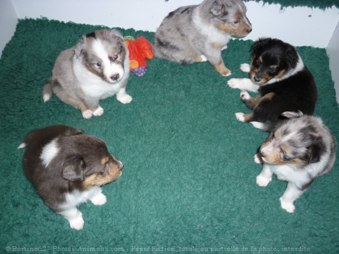 Photo de Chien de berger des shetland