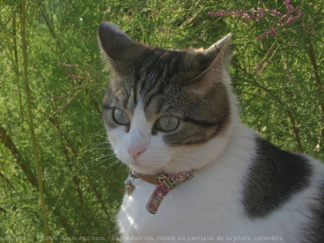 Photo de Chat domestique