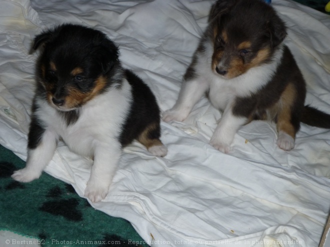 Photo de Chien de berger des shetland