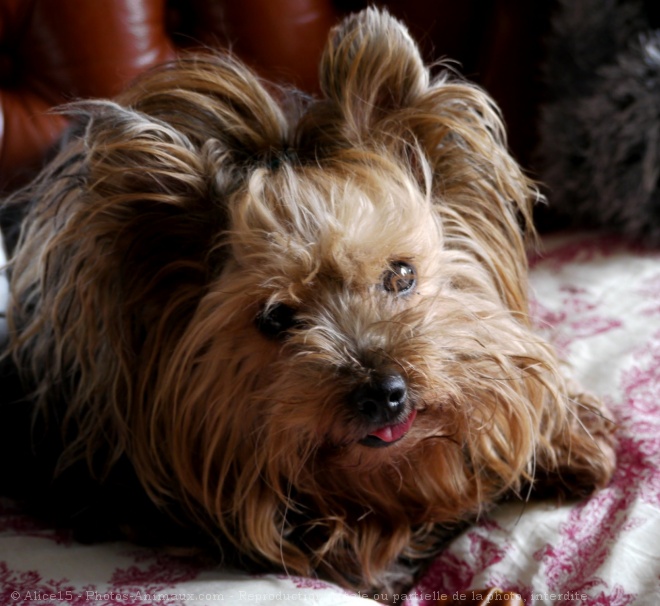 Photo de Yorkshire terrier