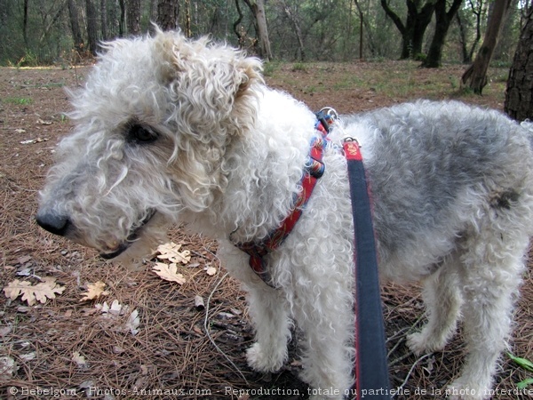 Photo de Fox terrier  poil dur