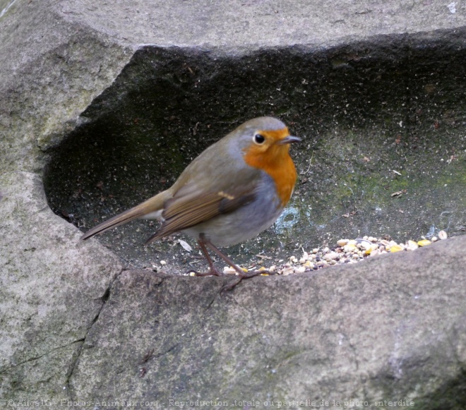 Photo de Rouge gorge