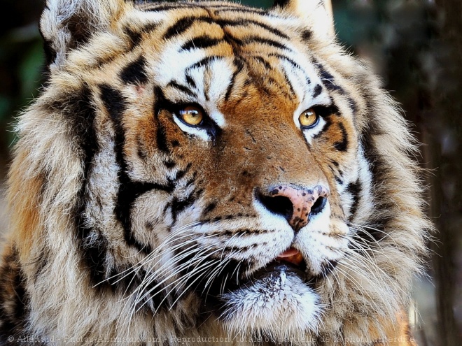 Photo de Tigre