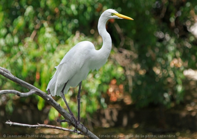 Photo d'Aigrette