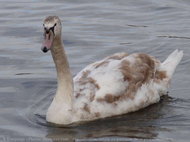 Photo de Cygne