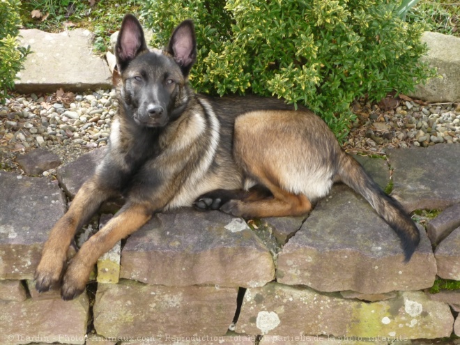 Photo de Berger belge malinois