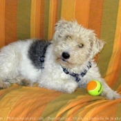 Photo de Fox terrier  poil dur