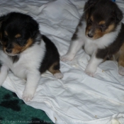 Photo de Chien de berger des shetland