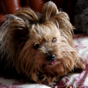 Photo de Yorkshire terrier