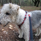 Photo de Fox terrier  poil dur