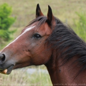 Photo de Races diffrentes