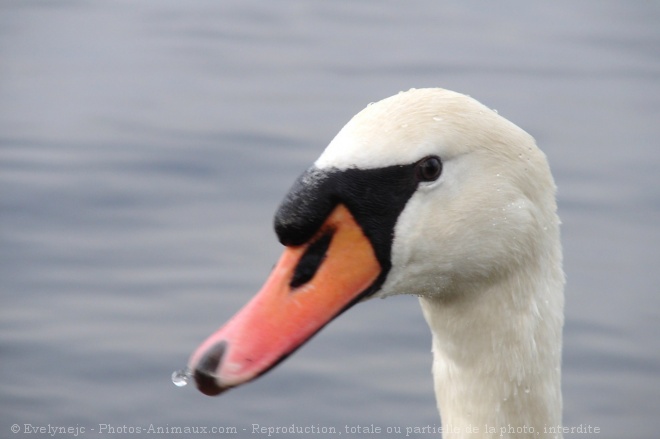 Photo de Cygne