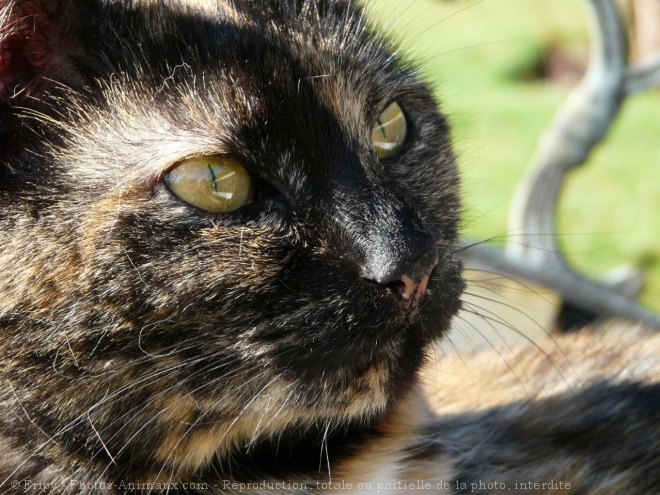 Photo de Chat domestique