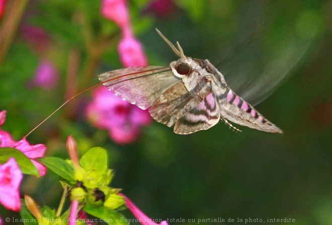 Photo de Papillon