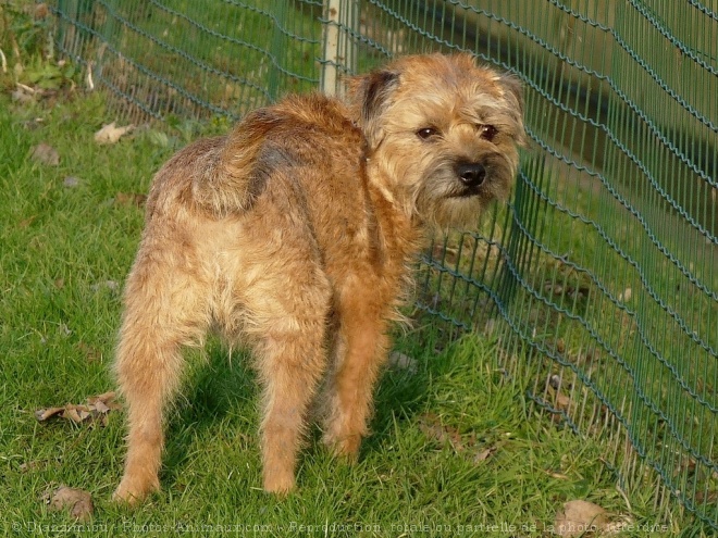 Photo de Border terrier