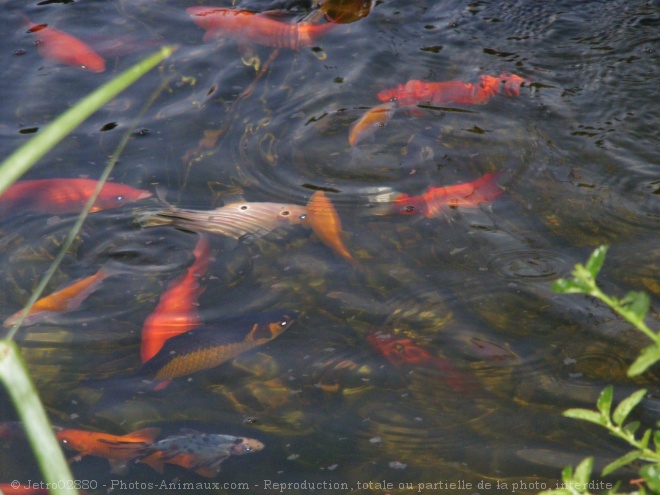 Photo de Poissons rouges