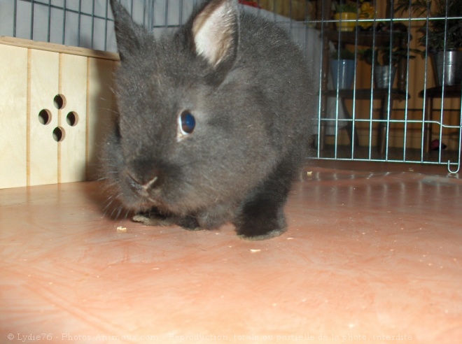 Photo de Lapin