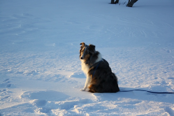 Photo de Chien de berger des shetland