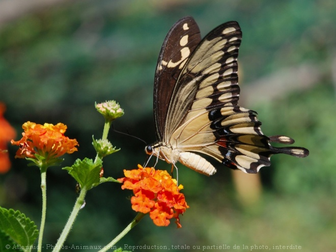 Photo de Papillon - machaon