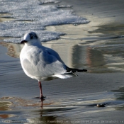 Photo de Mouette