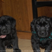 Photo de Labrador retriever