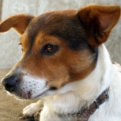 Photo de Jack russell terrier