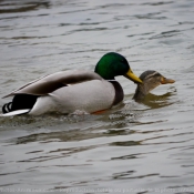 Photo de Canard colvert