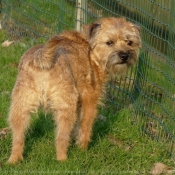 Photo de Border terrier