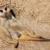 Photo de Suricate