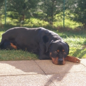 Photo de Rottweiler