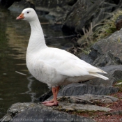 Photo d'Oie blanche