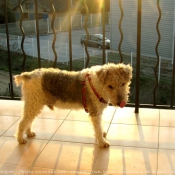 Photo de Fox terrier  poil dur