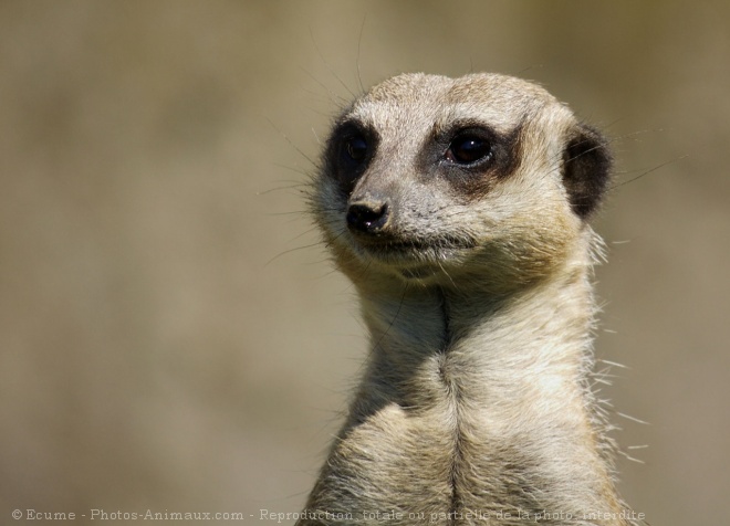 Photo de Suricate