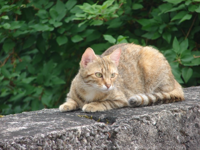 Photo de Chat domestique